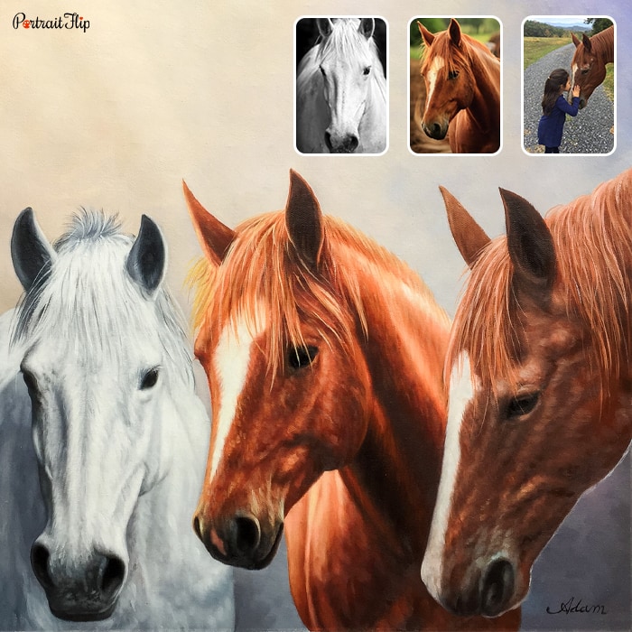 Compilation of pictures where three horses are placed next to each other as Horse Portraits