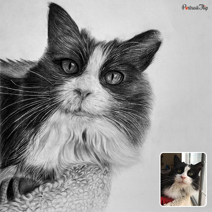 Black and white pencil paintings of a cat’s face