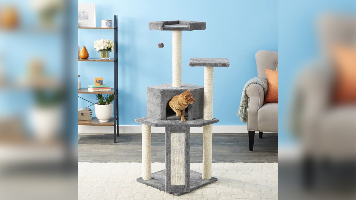 A cat peeping out of a cat condo in a blue background room.