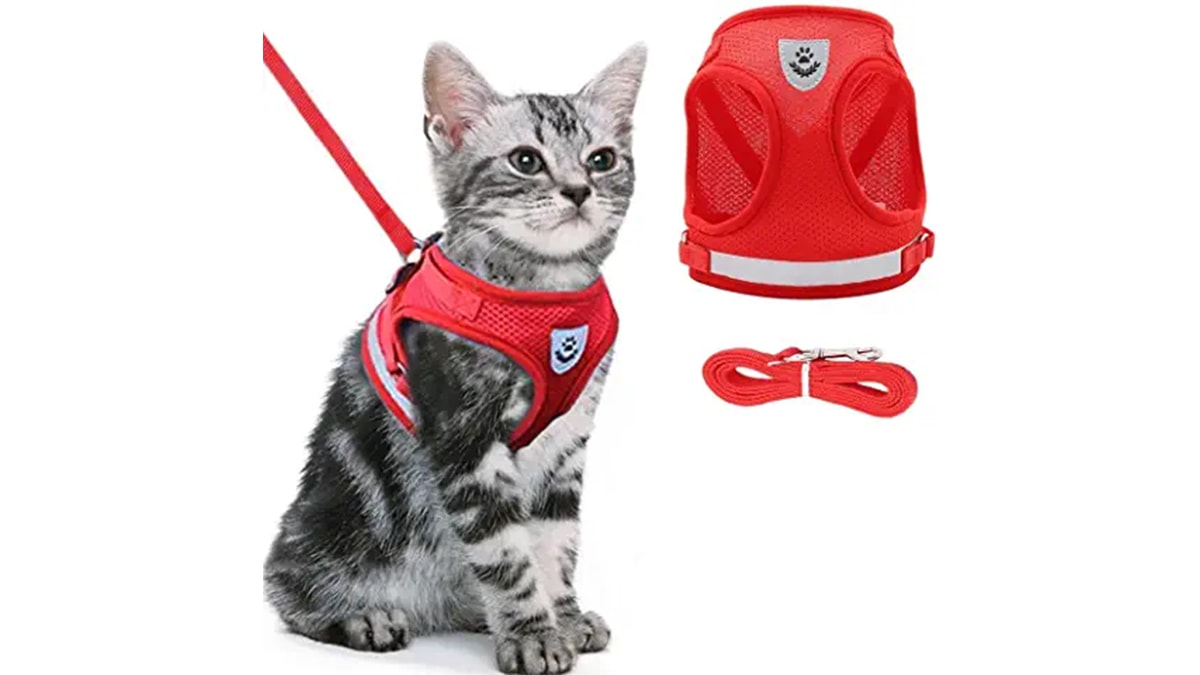 A kitten sitting with a red harness in a white background.