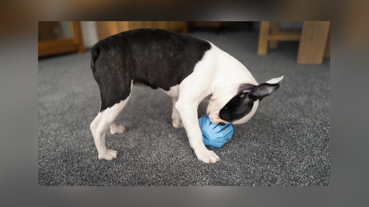 a puppy nuzzling a treat dispensing ball