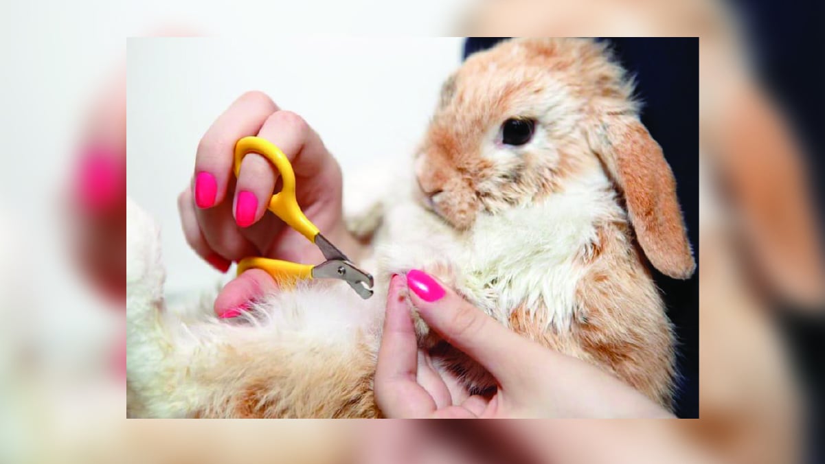 a man trimming rabbit's nail, Pet Christmas Gift