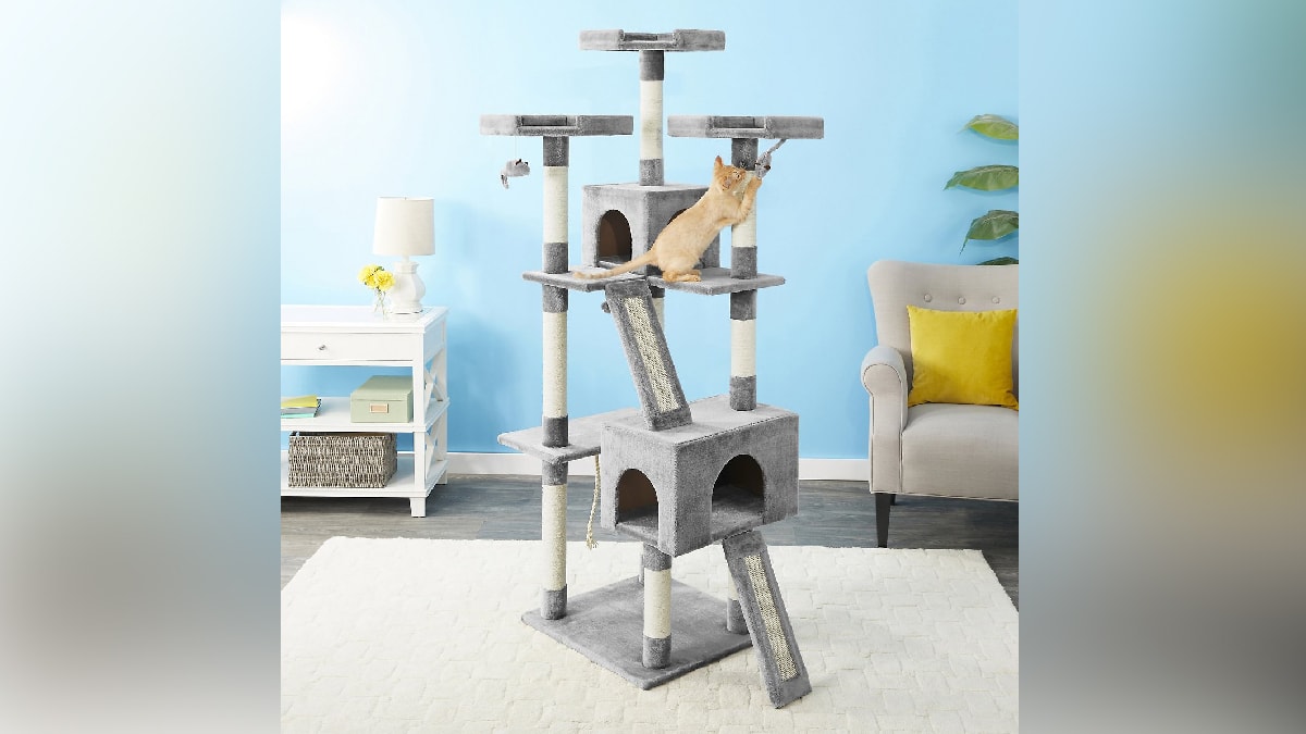 a cat is playing in a cat condo