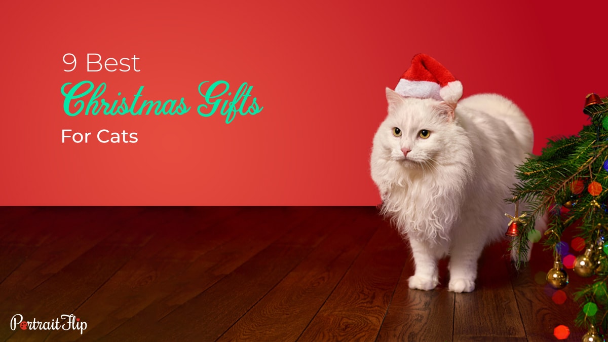9 Christmas Gifts For Cats 