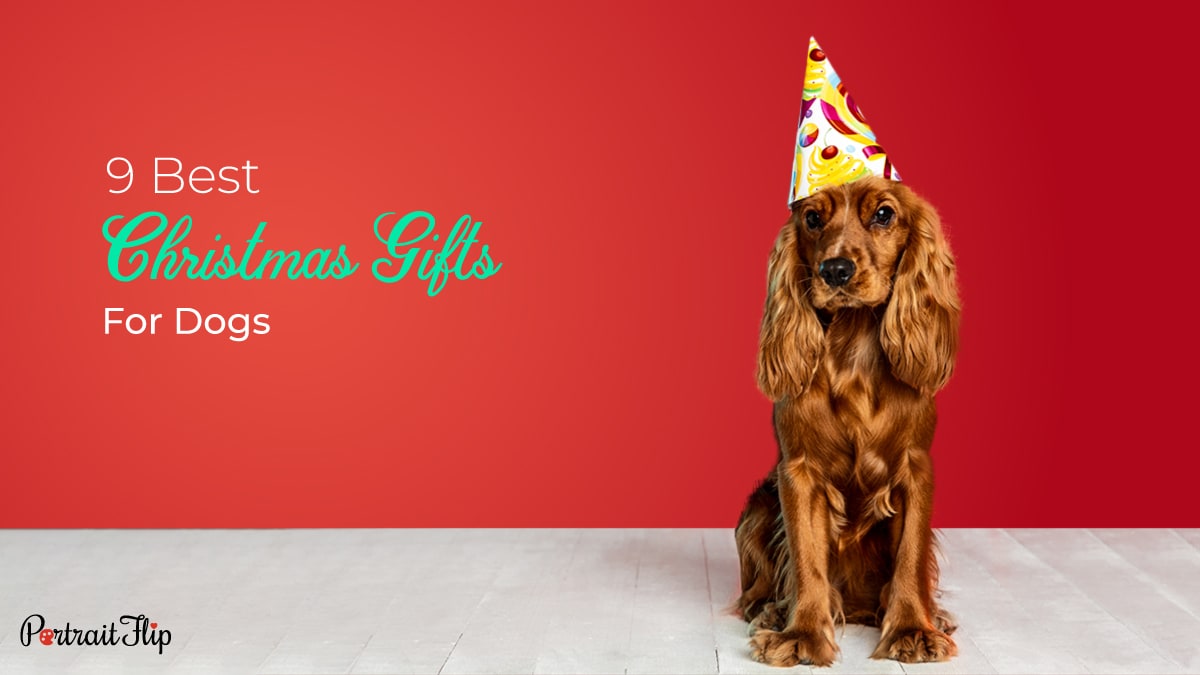 9 Best Christmas Gifts For Pets 
