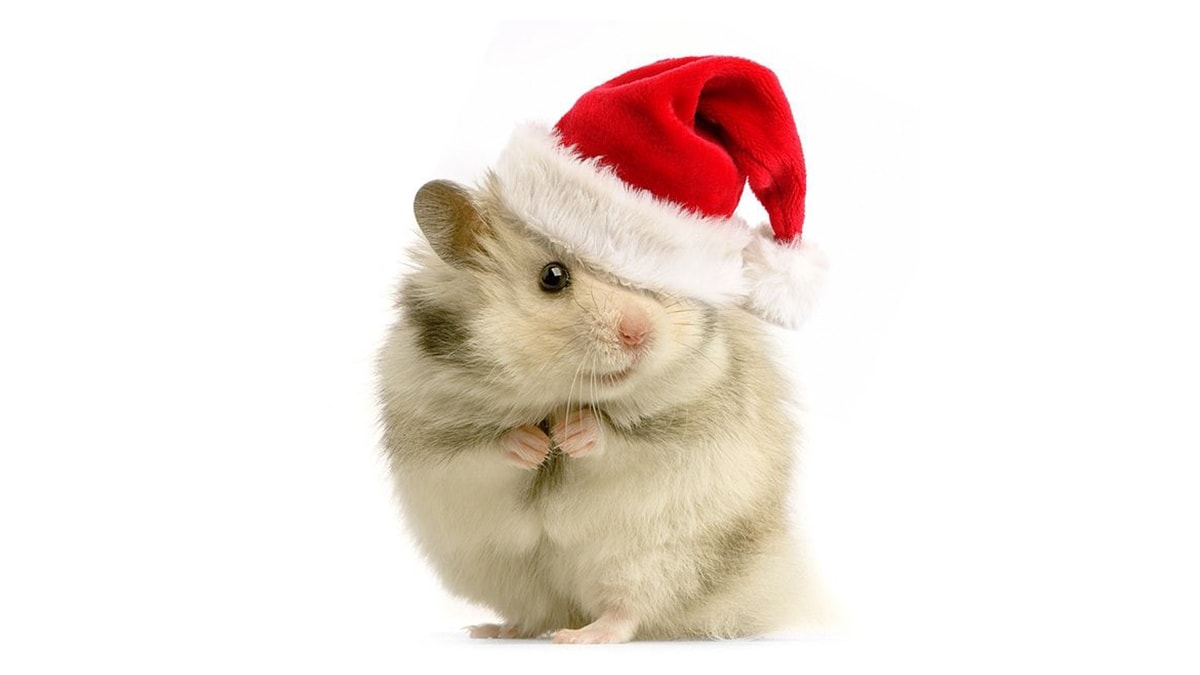Christmas hat for hamsters, Pet Christmas Gift