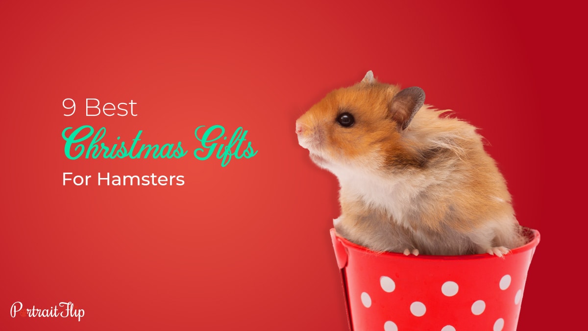 9 Christmas Gifts For Pets (Hamsters)
