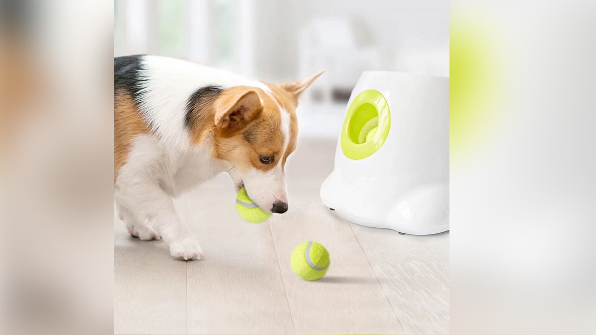 A dog chomping and carrying a tennis ball from a ball launcher