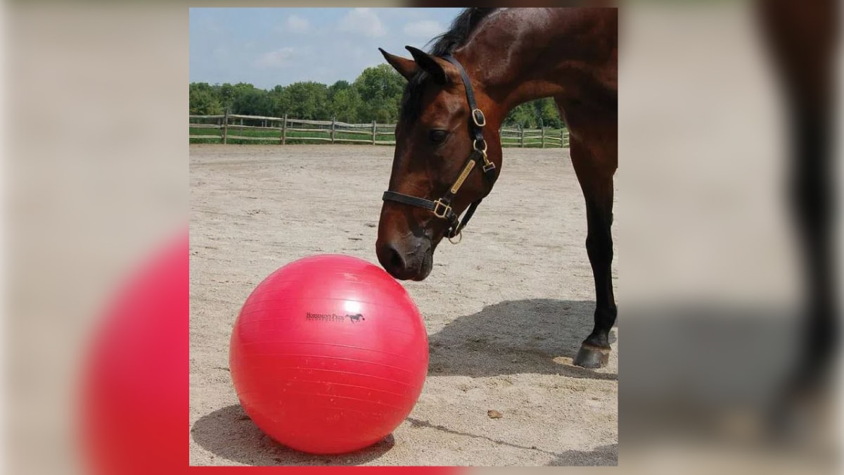 a horse nuzzle a pink ball, Pet Christmas Gift