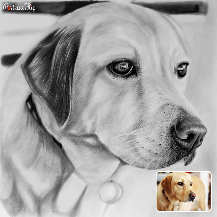 Picture of a dog's side face which is converted into pencil pet portraits