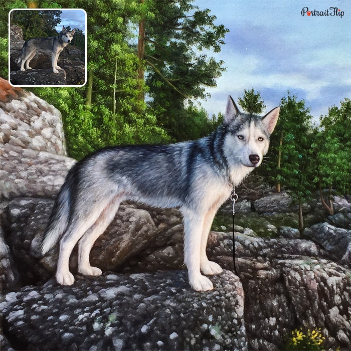 Picture of a husky standing on a rock structure that is converted into pet portraits