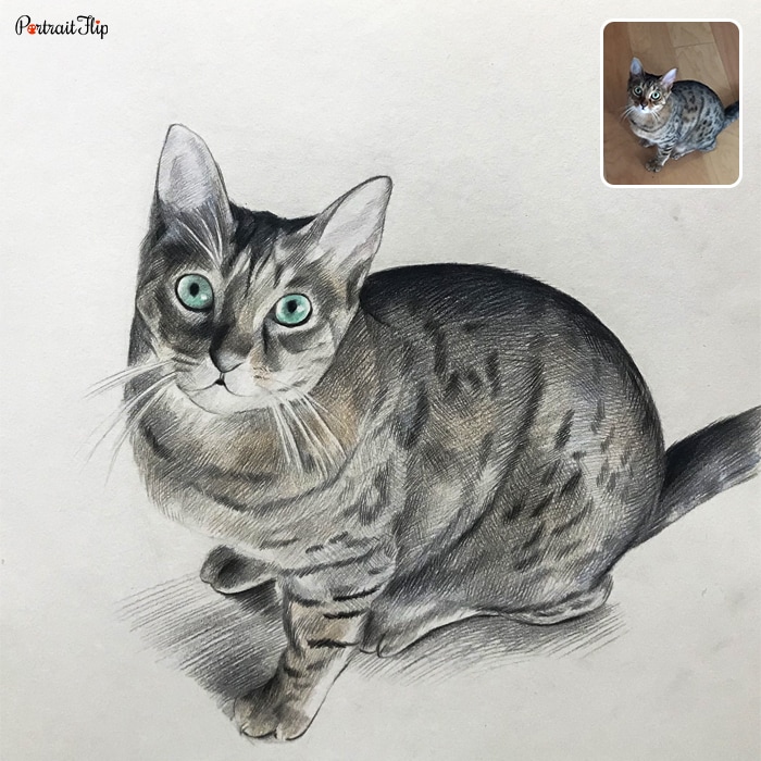 Colored pencil pet portraits where a cat's face is in upward direction