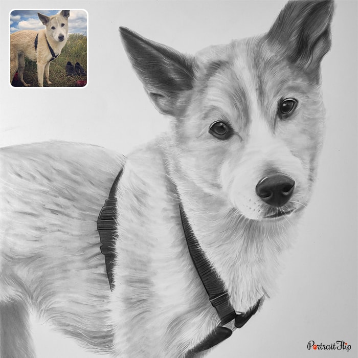 Pencil pet portraits of a dog in a white background