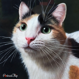 Pet portraits of a cat face in a dark background