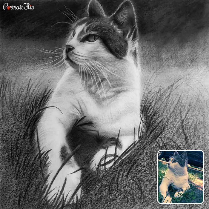 Picture of a cat lying on grass that is converted into cat portraits