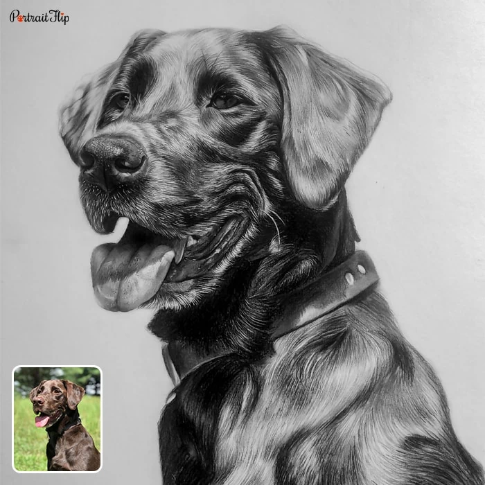 hoto to dog portraits of a labrador retriever