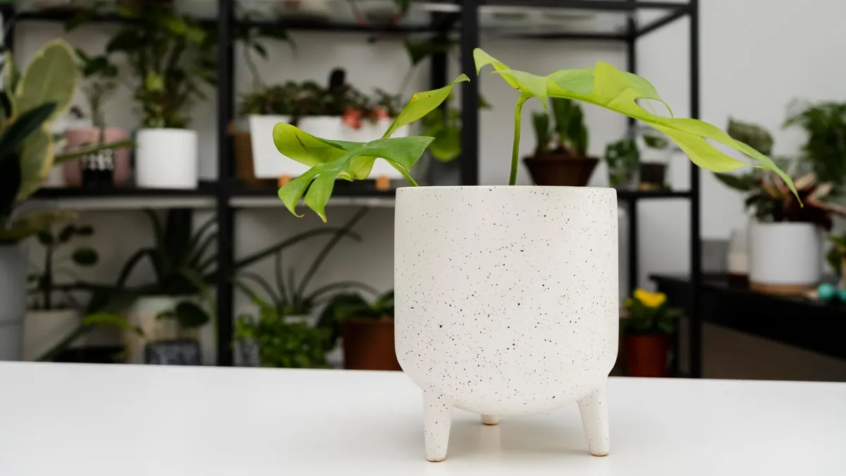 A plant placed on a white table with more plants in a blurry background as a gifts for gay men