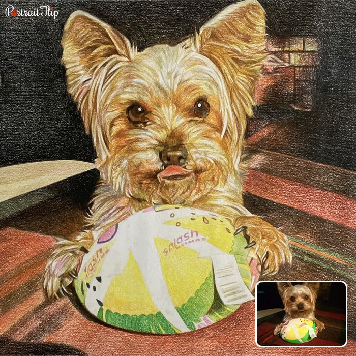 Colored pencil paintings of a dog with a soft toy in a ball shape near his paw
