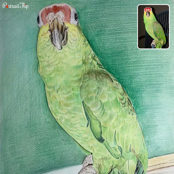 Colored pencil paintings of a parrot