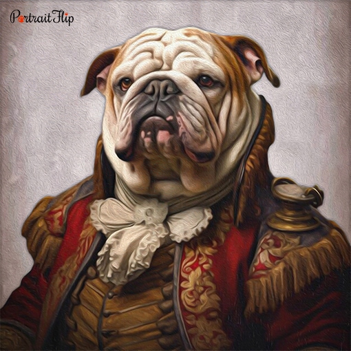 Portrait of a bulldog in general’s outfit