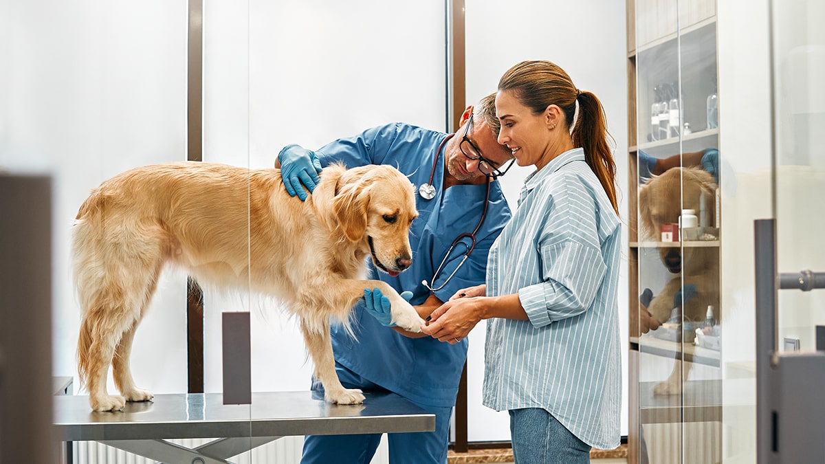 Vet is checking the dog with 
stethoscope and the lady is holding dog's paw

 