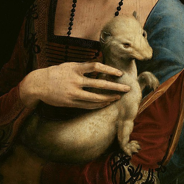 Close look on ermine from Da Vinci's Lady with an Ermine painting
