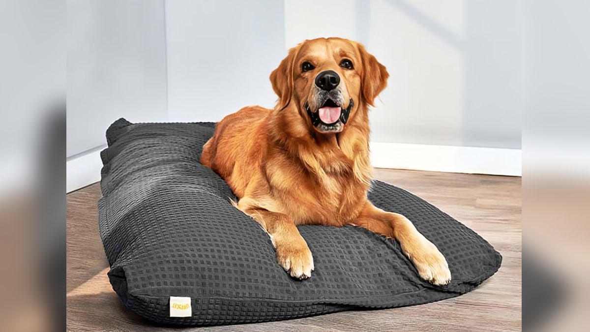 A golden retriever lying in the soft and fluffy bed