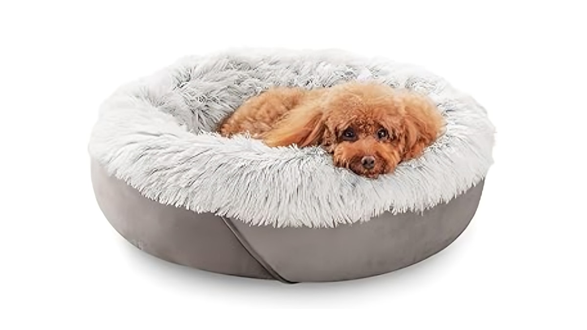 a Yorkshire Terrier lying in the dog bed