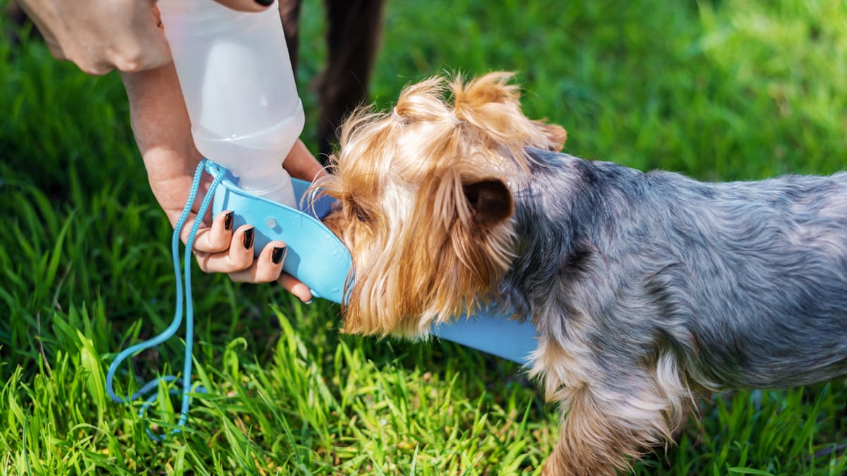 a Yorkshire Terrier drinking water in a dog water bottle 