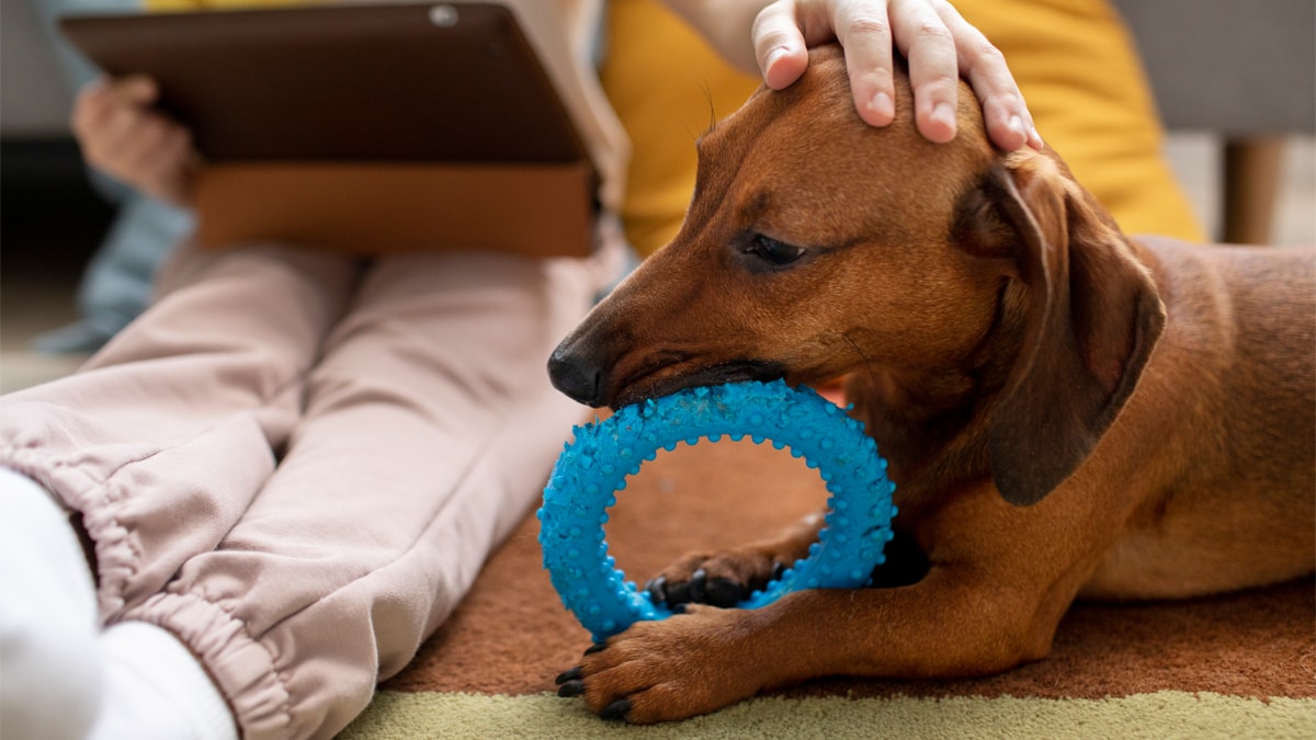 a dog chewing a soft round toy