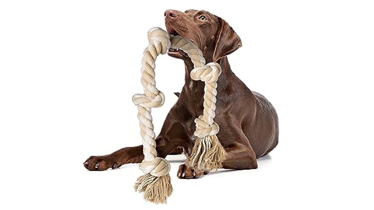 Brown Labrador chomping a rope