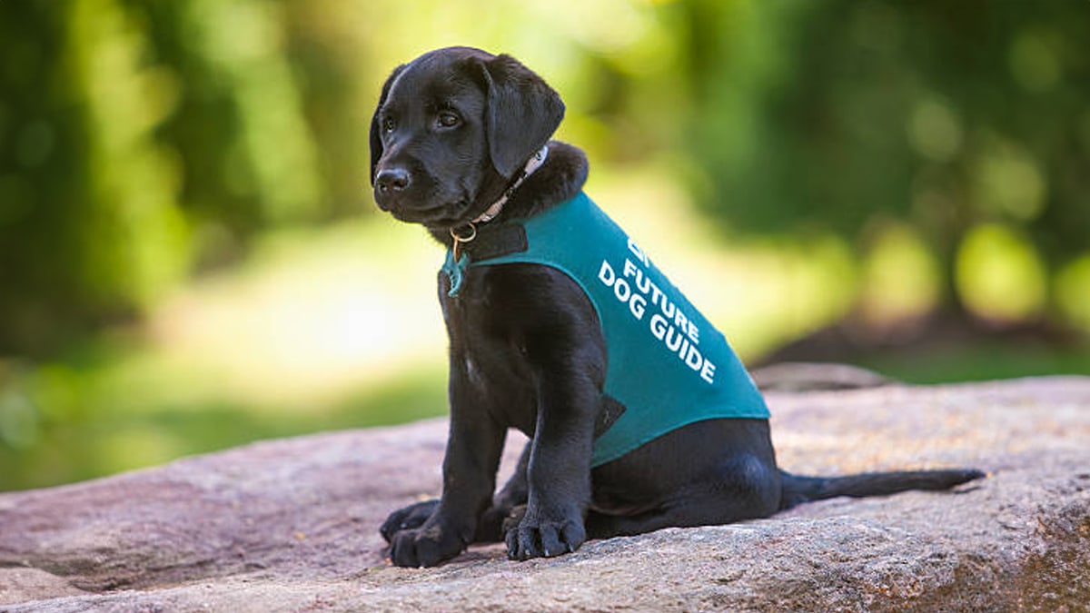 a black Labrador in vest