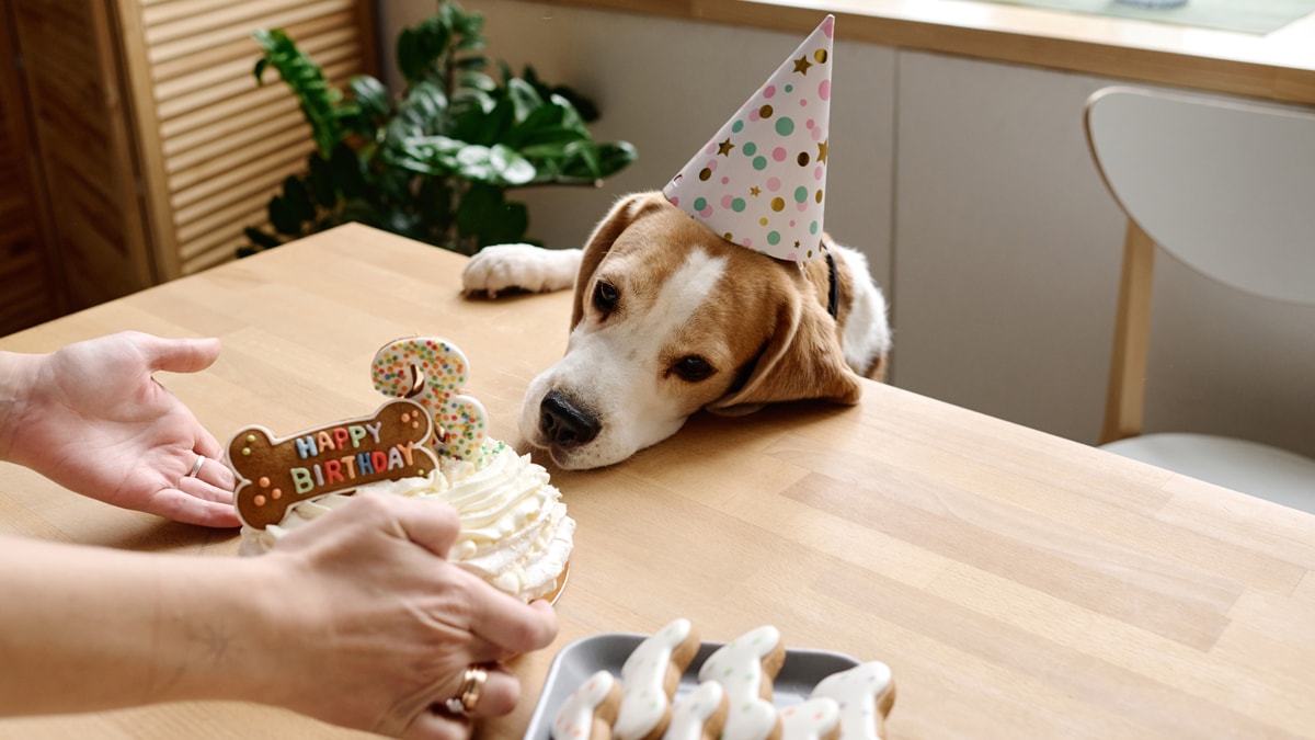 a dog looking at his birthday cake