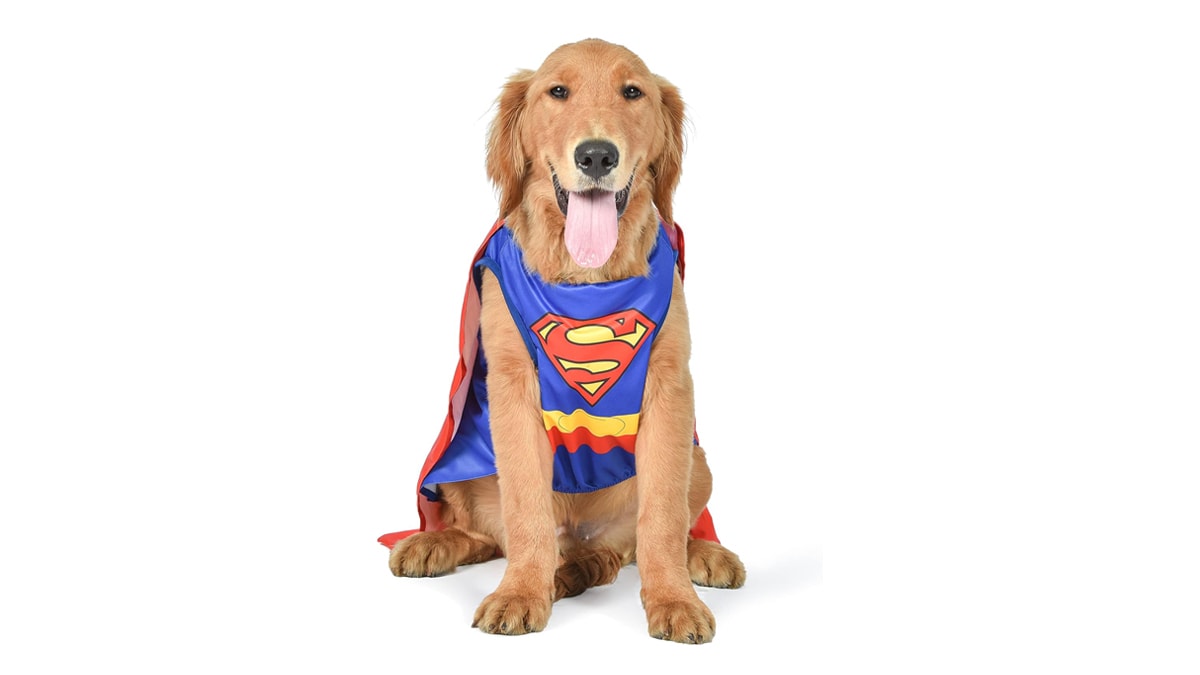 a golden retriever in a super-man costume