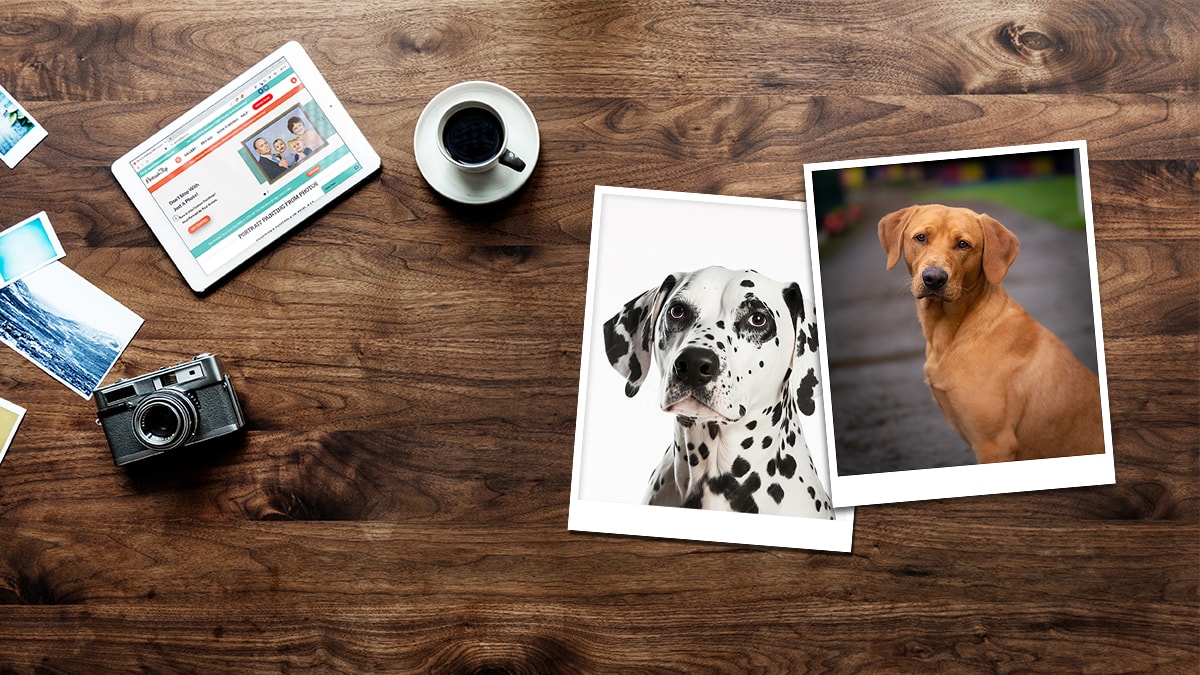 Picture of two dogs placed on a table