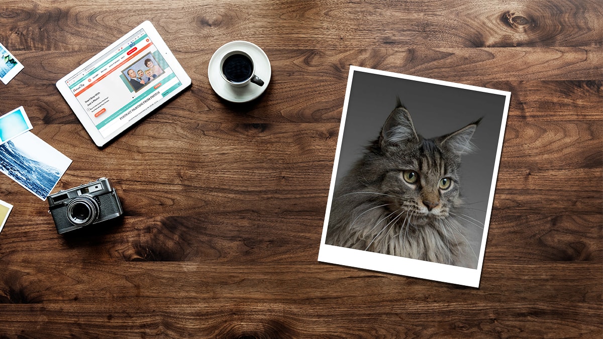 Photo of a cat placed on a table