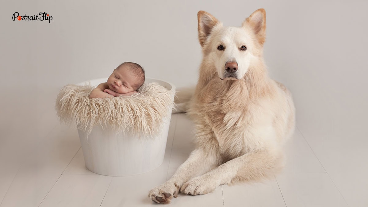 newborn baby with dog