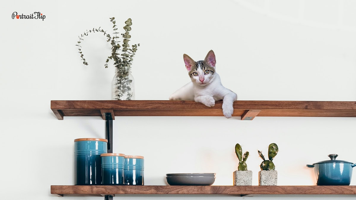 a cat sitting on a shelf