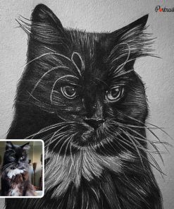 Cat Charcoal Drawing