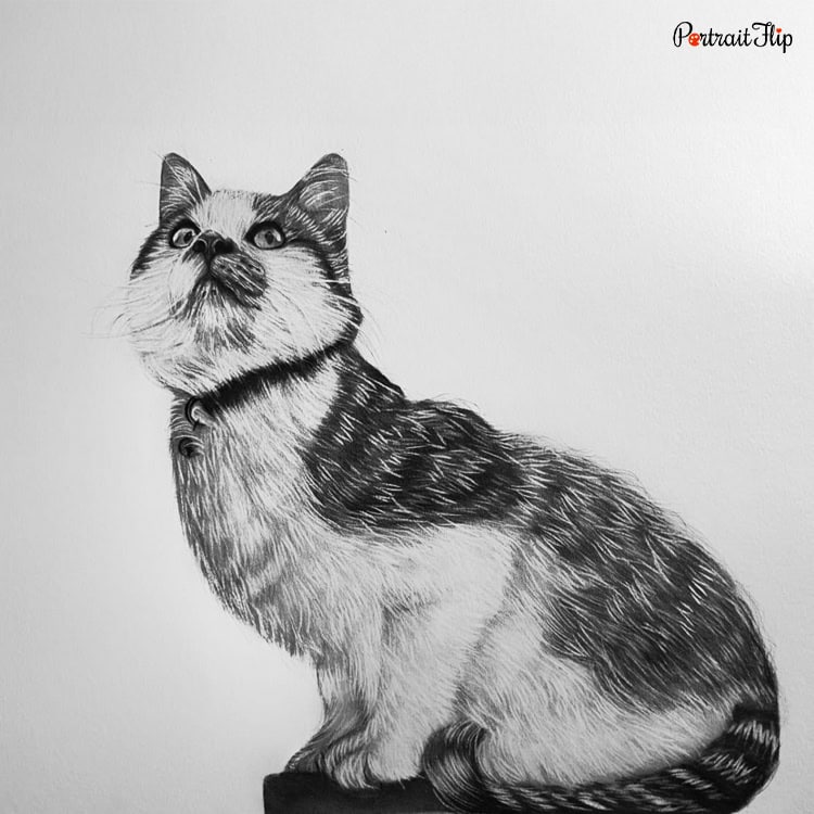 Cat Charcoal Portraits