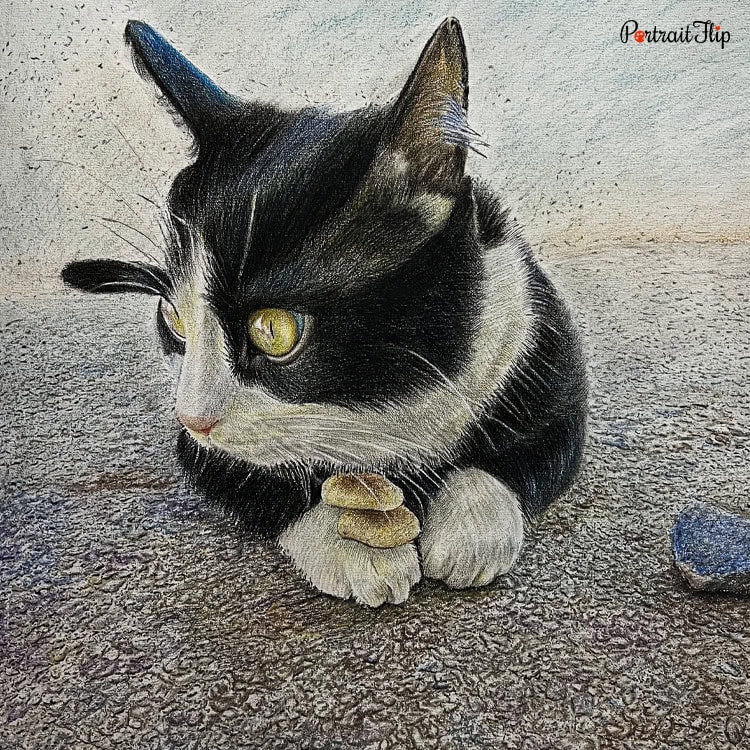 Cat Colored Pencil Portrait