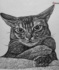 Cat Pencil Portraits