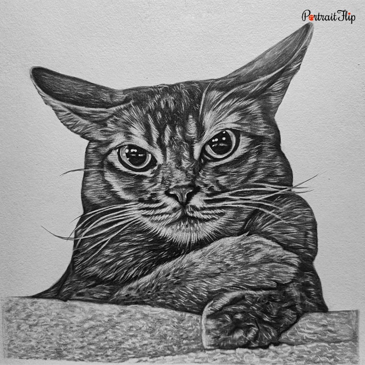 Cat Pencil Portraits