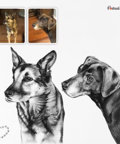 Compilation Dog Charcoal Portraits