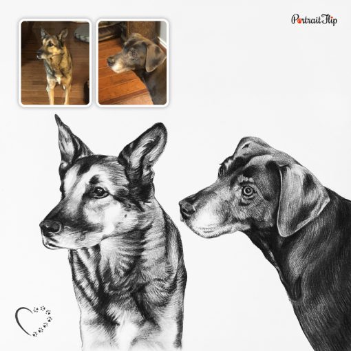 Compilation Dog Charcoal Portraits