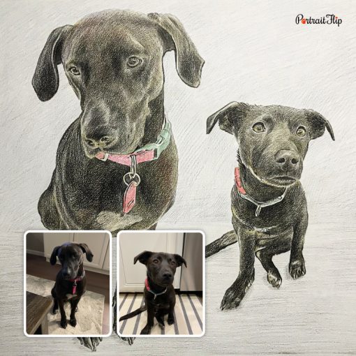 Dog Colored Pencil Portrait - Image 3