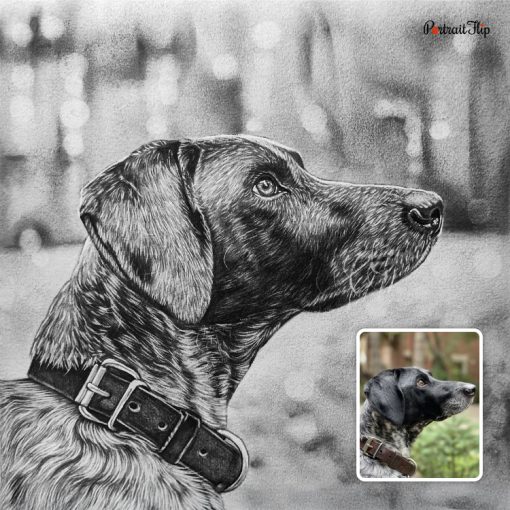 Dog Charcoal Sketch