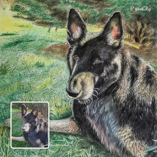 Dog Colored Pencil Drawing