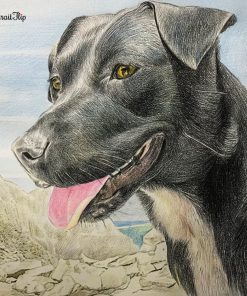 Dog Colored Pencil Portrait
