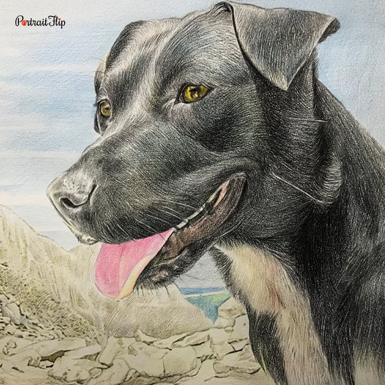 Dog Colored Pencil Portrait
